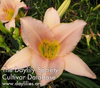 Daylily Thai Butterfly